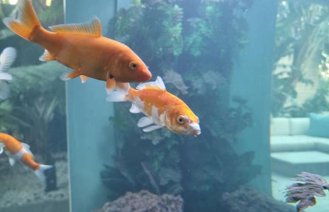 Amara Lincoln - 100m From Camps Bay Beach - Foto 19