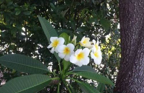 The Pineapple Bungalow St Pete - Foto 26