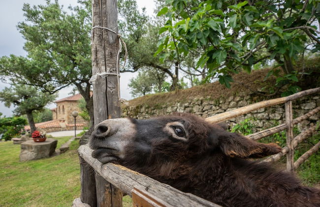 Country House Villa Nigro - Foto 35