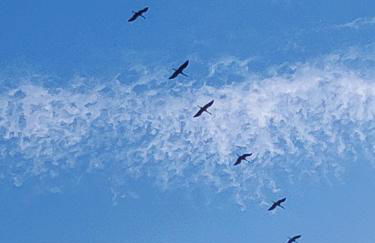 Müritzblick am Wünnow - Foto 64