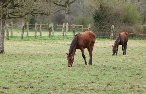 Maison restaurée dans élevage de chevaux, WIFI, Animaux admis - FR-1-497-239 - Foto 15