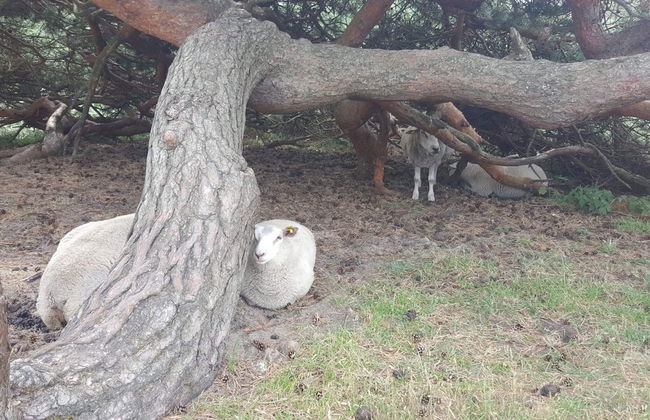 Luxury Beach Retreat - By Traum Ferienwohnungen - Foto 5