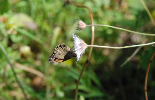 Irene's Apartment In Salakos - Foto 55