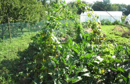 BioAgriturismo Vegan Campo di Cielo - Foto 160