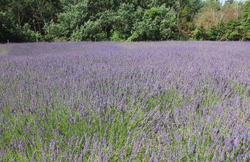 le bastidon - Foto 28