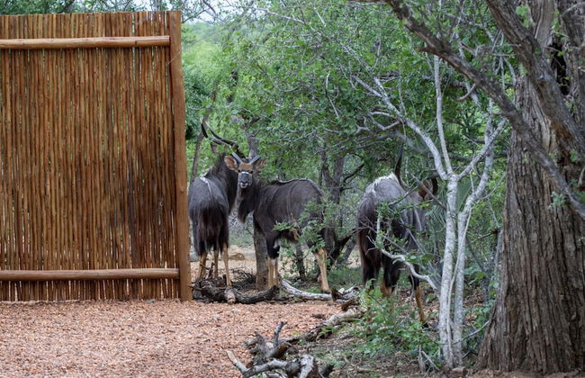 Villa Tau in Hoedspruit - Photo 33