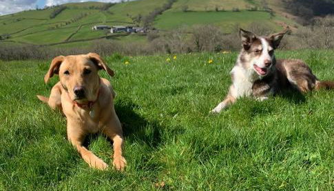 Llwyn Llwyd Cottage - Photo 4
