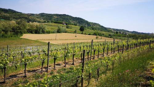 Pizzulin - Wine & Living - Foto 4