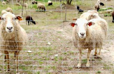 Agroturystyka Stara Huta - Foto 41