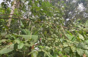 Chácara Gomes - Caiubura - Bertioga - Foto 76