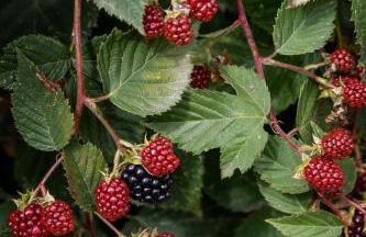 Quintal Orgânico - Foto 26