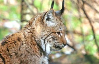 Ferienwohnung Holzinger - Foto 25