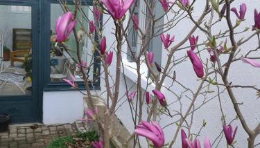 Maisonnette l'Olivier Bleu - Foto 2