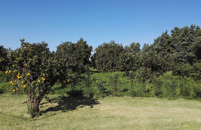 Tenuta San Calogero - Foto 67