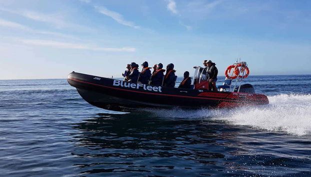 En chemin pour rencontrer les cétacés