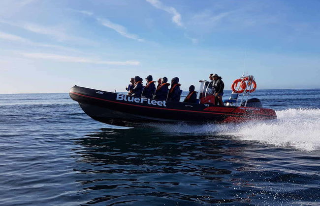 Avistamiento de delfines en Lagos - Foto 3