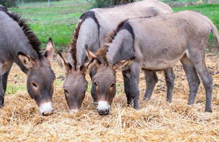 Su Leunaxiu - Foto 94