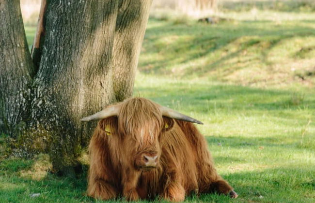 Holiday Home in Former Barn in Ruinerwold - Foto 3