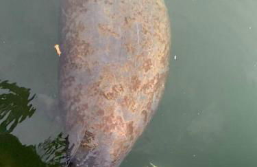 Blue Ocean Bungalow - Foto 26