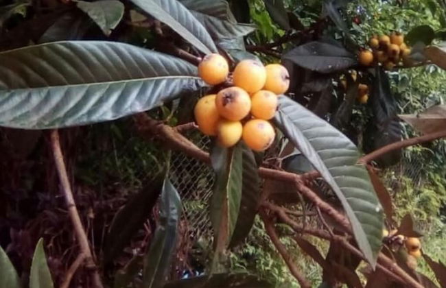 Espaço UNIFLORA Eventos - Foto 24