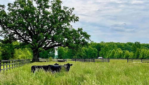 Cozy Cabin Surrounded by Fields and Woods in Oberlin, Ohio - Foto 5