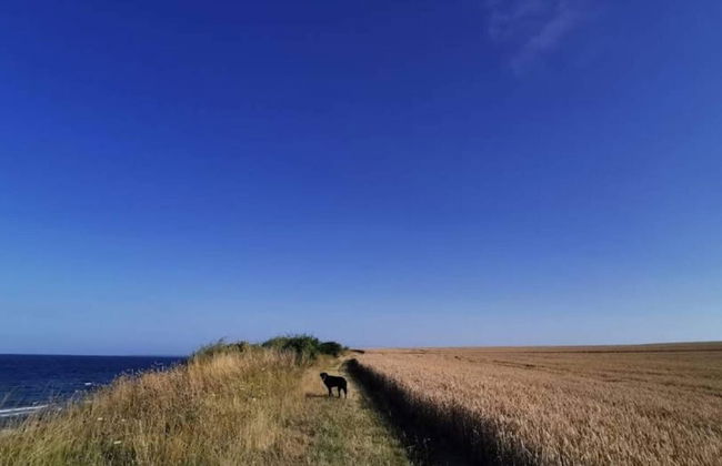 8 Person Holiday Home in Store Fuglede - Foto 14