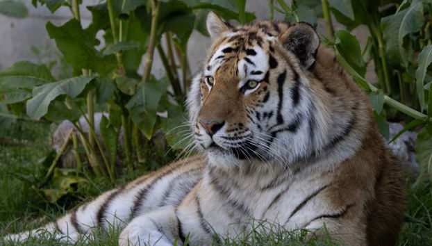 Madrid Zoo Aquarium Tickets - Photo 4