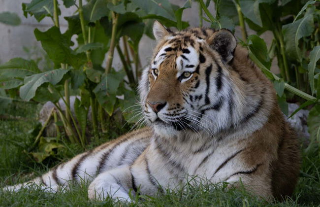 Zoo Aquarium Madrid - Foto 4