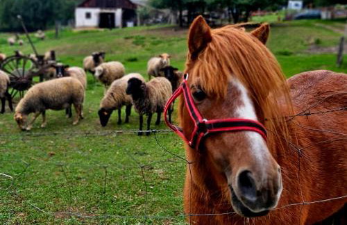 Agroturystyka Stara Huta - Domek Boho - Foto 10