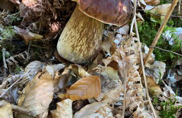 Gîte Crème - Foto 17