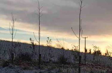 Ballyhemlin Pods - Haw thorn - Foto 12