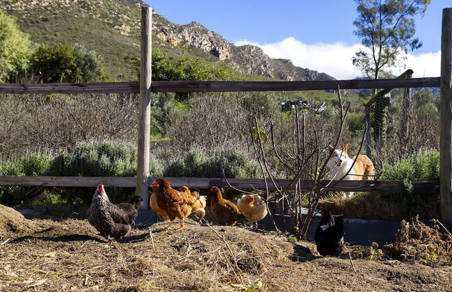 Kogman and Keisie Guest Farm - Foto 58