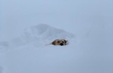 Artesina - ski in & ski out - vista sulle Alpi e camino - Foto 27