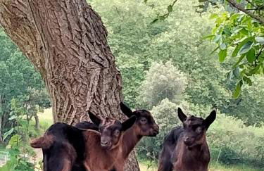 Agroturismo Erlete Goikoa -ESTAMOS EN EL CAMINO DE SANTIAGO -WE ARE ON THE CAMINO DE SANTIAGO- SENDERISMO-RUTAS Y BICICLETA - Photo 15