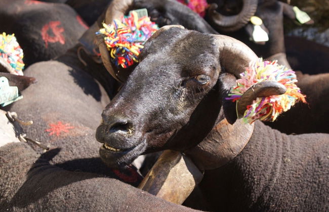 Holiday Home in Covas With Eco Pool - Foto 21