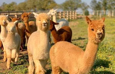 Agriturismo Piani Della Marina - Foto 12