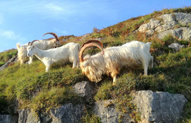 Snowdonia National Park, Caernarfon & Portmeiron Trip - Foto 9
