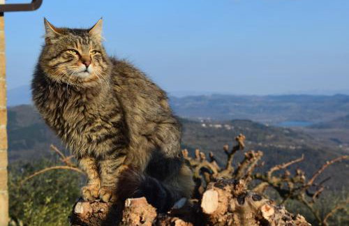 Apartman CASA MARŠIĆ - Foto 27