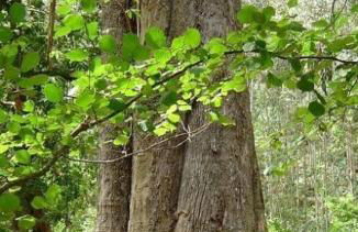 Casa do Merlo - Foto 25