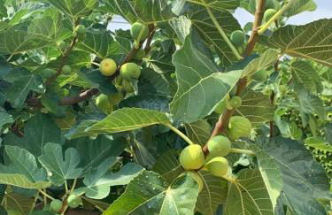 Casa dei Gigli relax and vacation among flowers and fruits - Foto 26