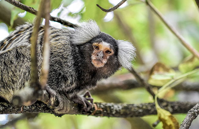 Skarlinówka - Foto 26