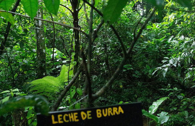 Oski Lodge - Foto 38