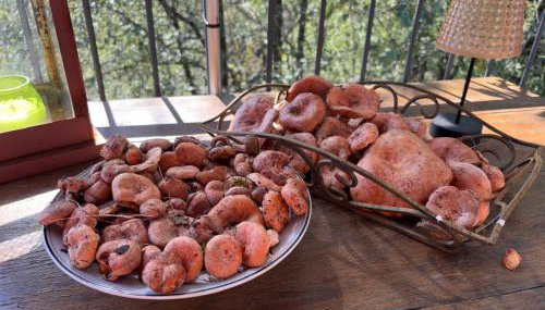 Els Pins d'Abella - Foto 2