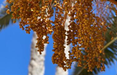 Flamingo Apart - Foto 2