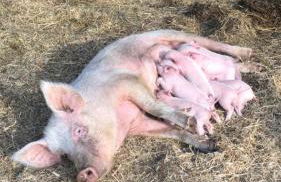 La Noce di Creta - Foto 46