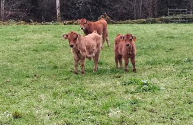 La Molnera - Foto 13