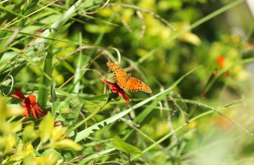 Chales em Salesopolis - Recanto da Barra - Foto 64