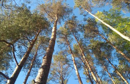 Domek Rokitki - Foto 17