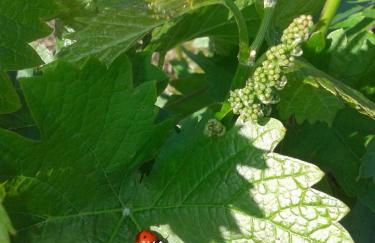 Agriturismo Ai Piacentini - Photo 13