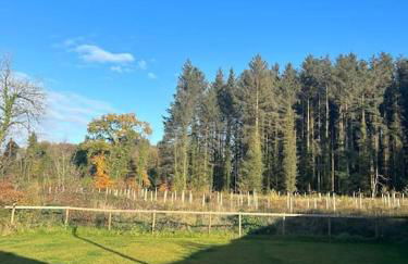 Favour Royal Cottage - dog friendly forest escape - Foto 33